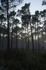 Obraz na płótnie Canvas FOREST With fog