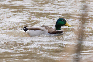 stockente schwimmt in fluss