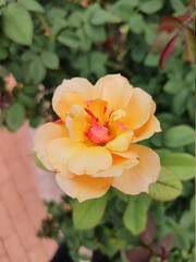 Orange Flower
