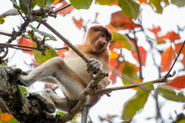 A female proboscis monkey in Bako National Park on Borneo, Malaysia