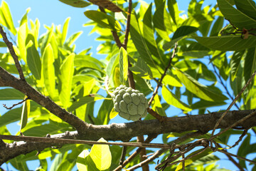 Portrait of a mini custard apple with leaf background 