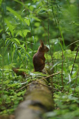 brown squirrel in forest