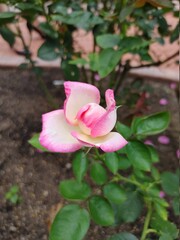 pink rose in the garden