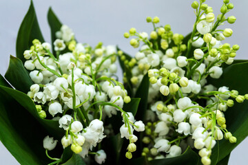 Lily of the valley is a species of herbaceous, perennial plant. It is also called May bells, Our Lady's tears, and Mary's tears.