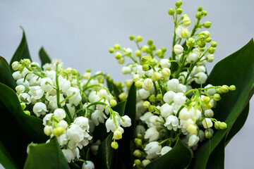 Lily of the valley is a species of herbaceous, perennial plant. It is also called May bells, Our Lady's tears, and Mary's tears.