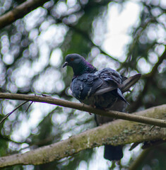 pigeon on a branch