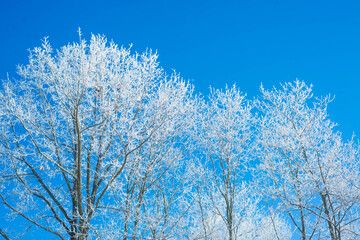 Winter. White. Snow. Cold. Ice. Blue sky. Postcard. 19