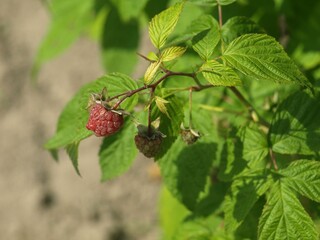 Owoce maliny © Jacek