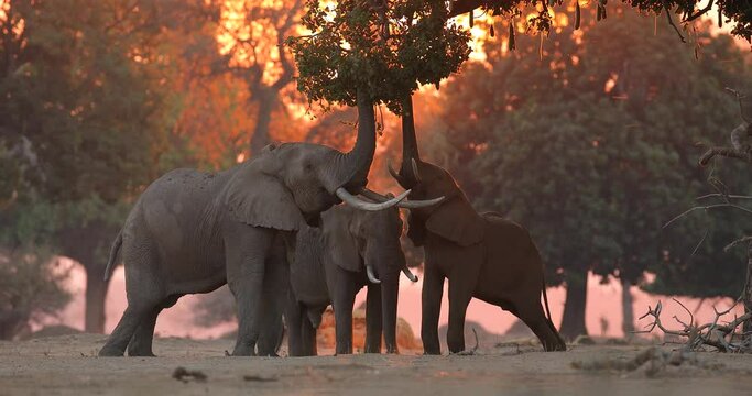 Elephant feeding tree branch. Elephant at Mana Pools NP, Zimbabwe in Africa. Big animal in the old forest. evening light, sun set. Magic wildlife scene in nature. 