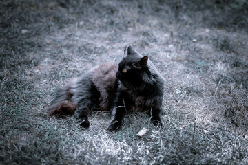 Naklejka premium Black cat lying in dry grass. Black cat with bright yellow eyes