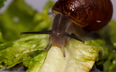 Common garden snail crawling on green moss outdoors, closeup