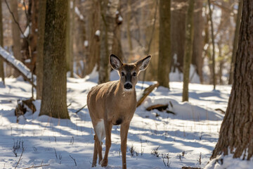 White-tailed deer. Older hind in snowy forest