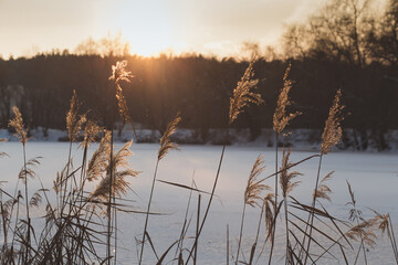 lake shore at sunset on winter evening