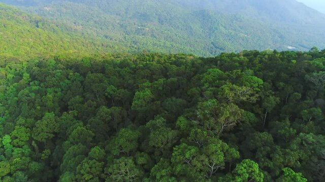 Thailand mountains aerial: forest with green leaves. Amazing lush greenery mounts landscape of Koh Phangan island. Tropical Thai rainforests view. Footage cinematic shot in 4K, UHD