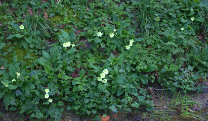 primevère ;plante au printemps dans la nature en forêt