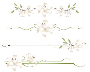 A variety of lily divider lines
