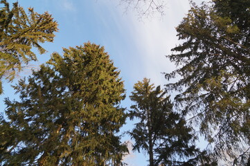 Obraz premium pine branches