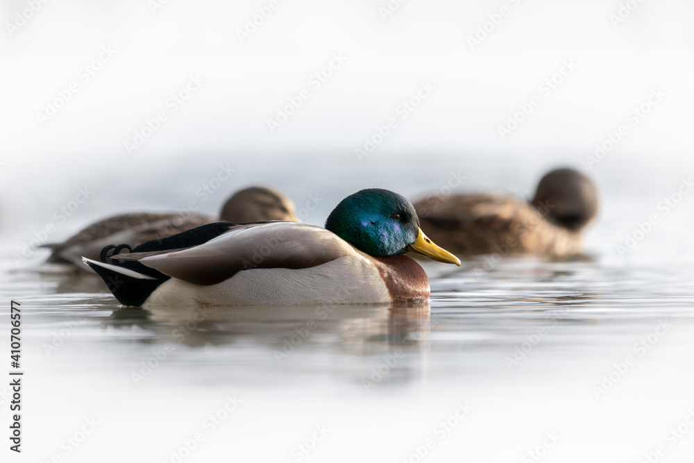 Wall mural Common mallard in reflecting water Isolated on White background.