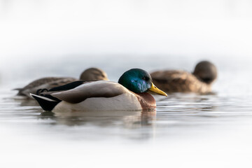 Common mallard in reflecting water Isolated on White background.