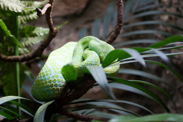 serpiente vivora mexicana