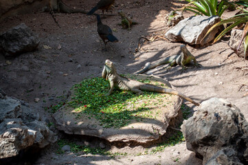 serpiente vivora mexicana