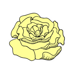 Beautiful line art peony. Flower Romantic wedding Vector illustration.