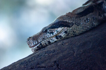 serpiente vivora mexicana