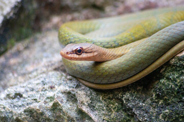 serpiente vivora mexicana