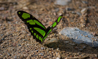 The vibrant colors of the Atlantic Forest Butterflies (Philaethria wernickei)
