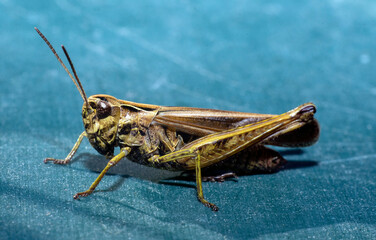 grasshopper on a blue background