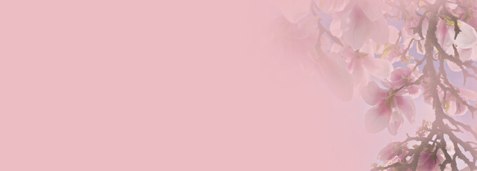 Magnolia blossoms in soft colors - spring background panorama, banner