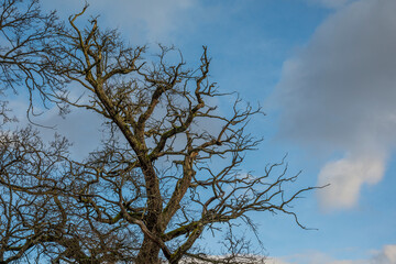Leafless tree and blue sky with clouds