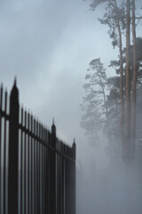 foggy forest behind a black wrought-iron fence