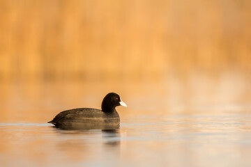 Eurasian coot (Fulica atra) or common coot, black coot in rail and crake bird family, Rallidae,...