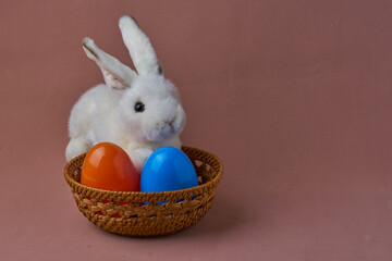 Little white rabbit in the surround with different color of ester eggs.