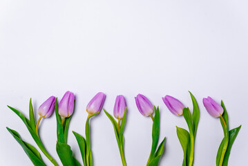 row of purple tulips on white background. spring season concept. minimal composition. row of colorful tulips flowers flat lay with copy space