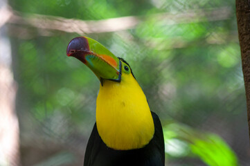 tucan