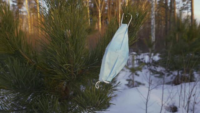 Surgical face mask on a spruce tree in winter forest during quarantine period