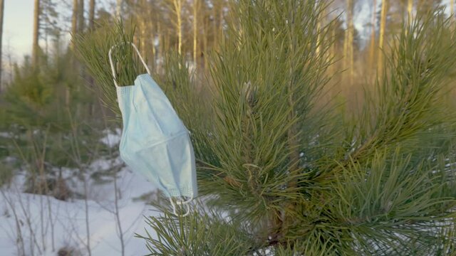 Surgical face mask on a spruce tree in winter forest during quarantine period