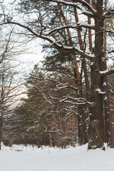 snow-covered young spruce in the forest