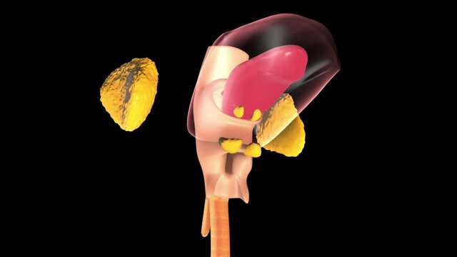 Human digestive system: mouth, glands, toungue, esophagus, pancreas, liver, gallbladder, stomach, large intestine, small intestine, rectum and the anus. 3d animation