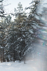 photo of a winter forest using a prism effects