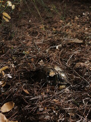 crime dans les bois