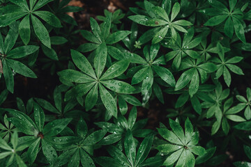 Fresh natural leaves after the rain, pattern. Beautiful tropical background made with young green leaves with drops .Exotic texture. Dark and moody feel.Concept for design. Flat lay, low-key lighting