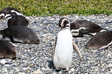 Magellan-Pinguin