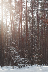 snowstorm in a pine forest on a sunset background