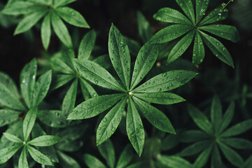 Fresh natural leaves after the rain, pattern. Beautiful tropical background made with young green leaves with drops .Exotic texture. Dark and moody feel.Concept for design. Flat lay, low-key lighting