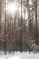 snowstorm in a pine forest on a sunset background