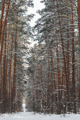 snow-covered young spruce in the forest