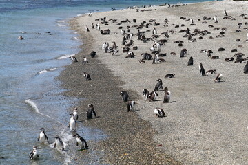 Kolonie Magellan-Pinguine